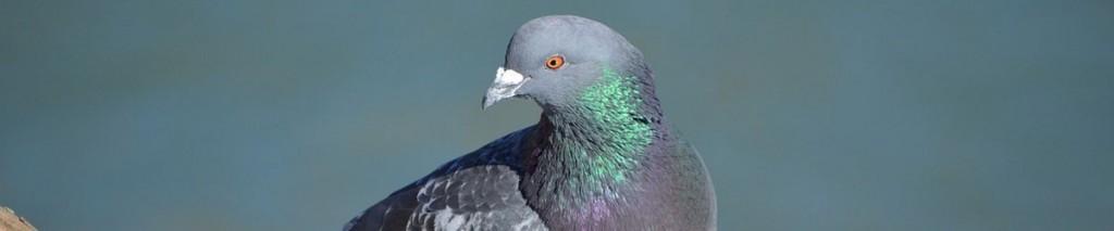 Bird Control and Bird Proofing in and around Cardiff - CALL NOW for advice on pigeons, seagulls, starlings, swallows and house martins or geese - we offer great advice and solutions